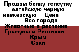 Продам белку телеутку алтайскую,черную кавказскую. › Цена ­ 5 000 - Все города Животные и растения » Грызуны и Рептилии   . Крым,Саки